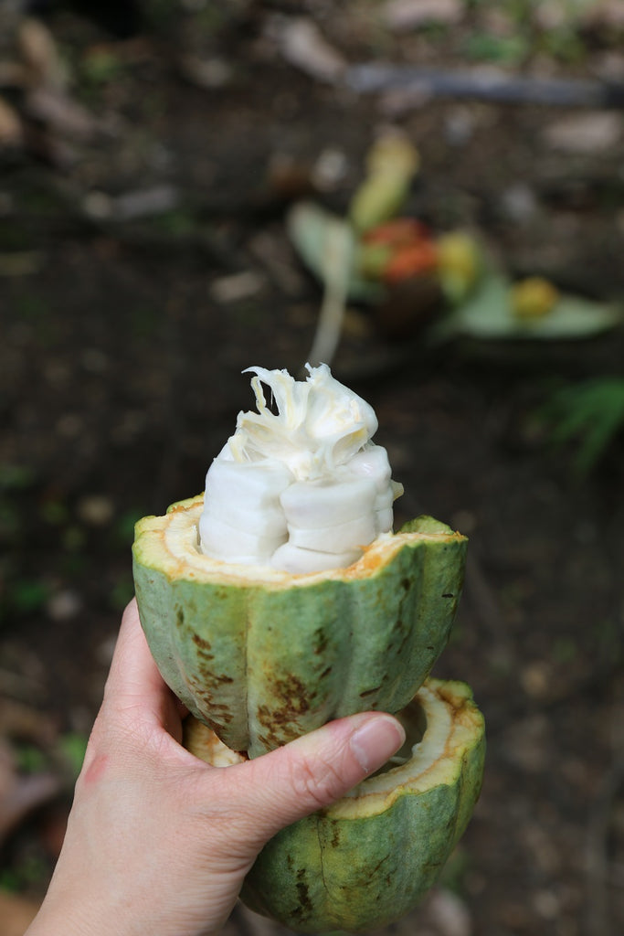 Process 3: What is ferment 1? – COCONAMA CHOCOLATE