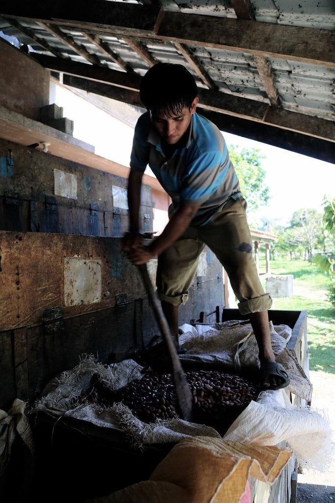 Process 4: What is ferment 2? – COCONAMA CHOCOLATE